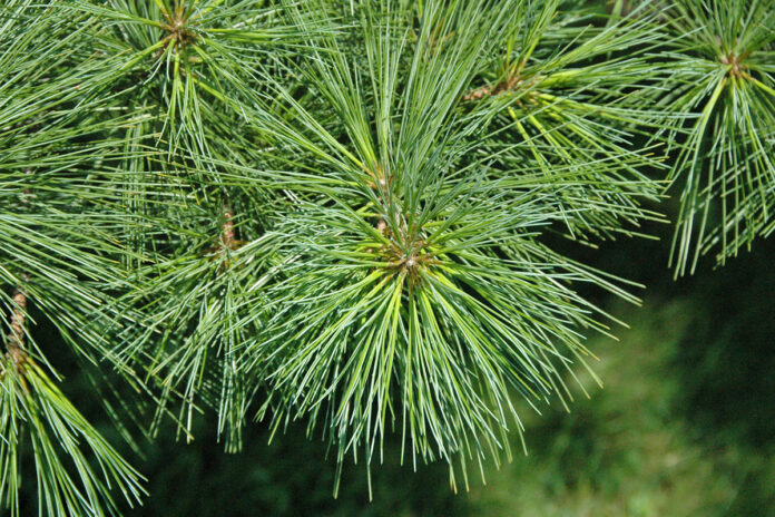 Eastern White Pine Eastern White Pine