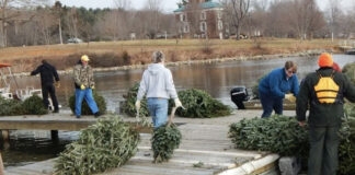 Recycling Christmas trees