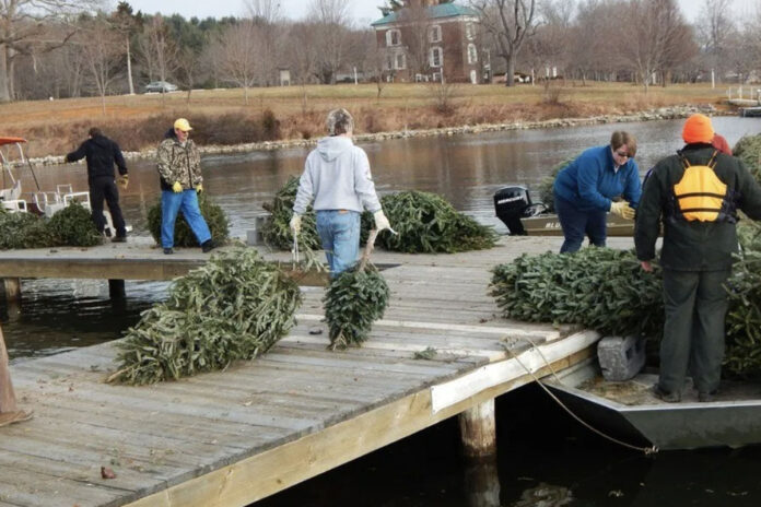 Recycling Christmas trees Recycling Christmas trees