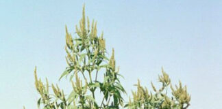 Giant Ragweed