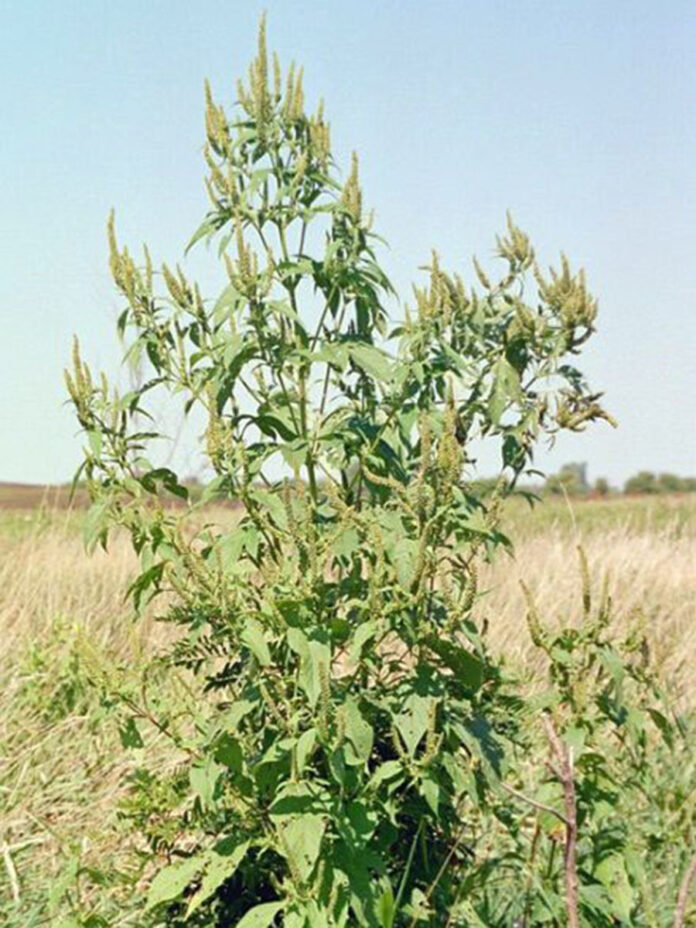 Giant Ragweed Giant Ragweed