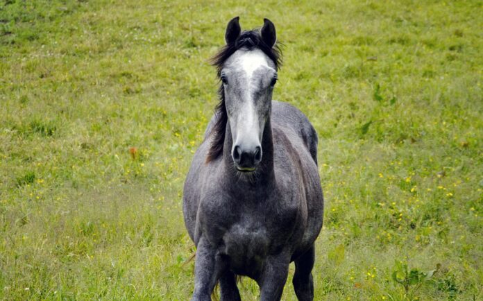 roan horse roan horse