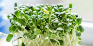 microgreens