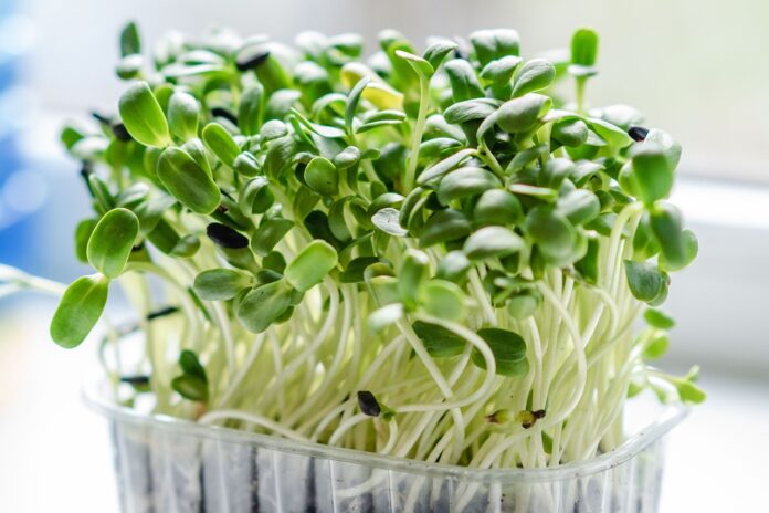 microgreens microgreens