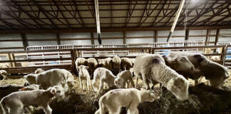 lambs and ewes