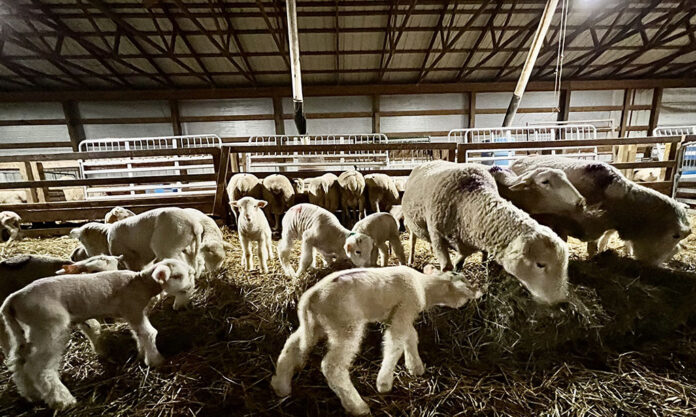 rebeccacolumn_winter22lambing lambs and ewes