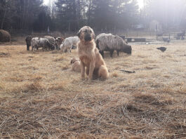 livestock guardian dog with livestock