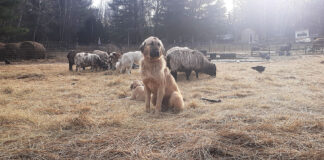 livestock guardian dog with livestock