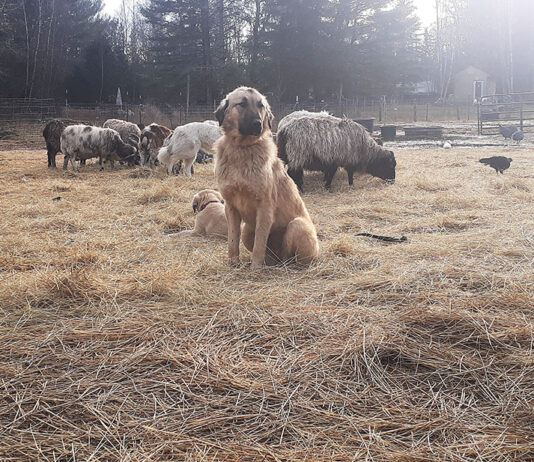 livestock guardian dog with livestock