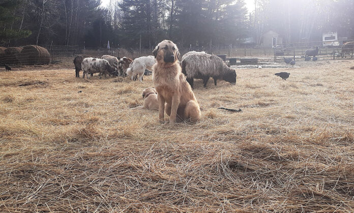 tarma_dec22_lira livestock guardian dog with livestock