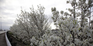 Callery pear's white flowers