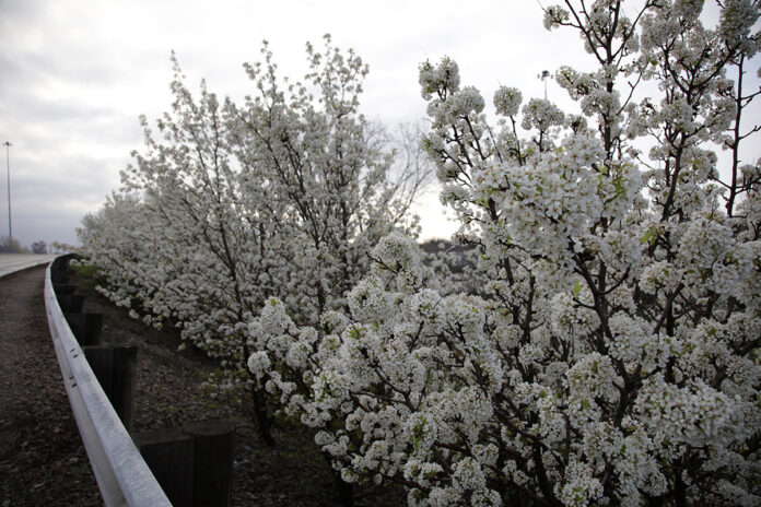 Callery pear's white flowers Callery pear's white flowers