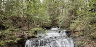 Hemlock trees stretch over a waterfall
