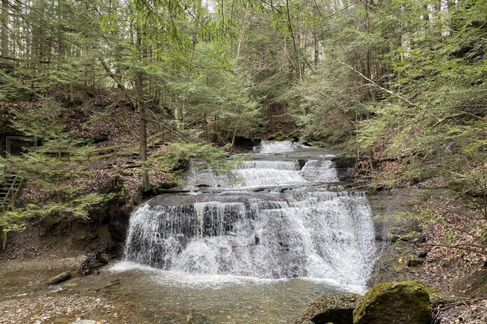 Hemlock trees stretch over a waterfall Hemlock trees stretch over a waterfall