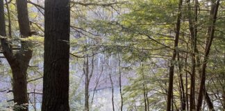 Hemlock trees at Beaver Creek