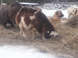 livestock guardian dog with sheep