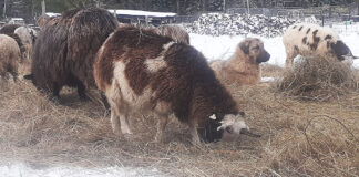 livestock guardian dog with sheep