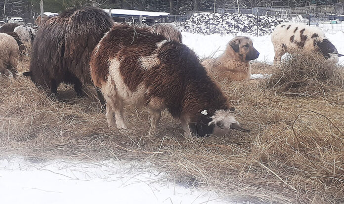 Tarma_Jan23column_forweb livestock guardian dog with sheep