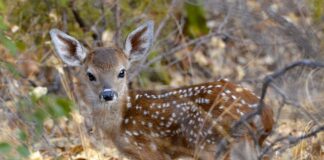 fawn