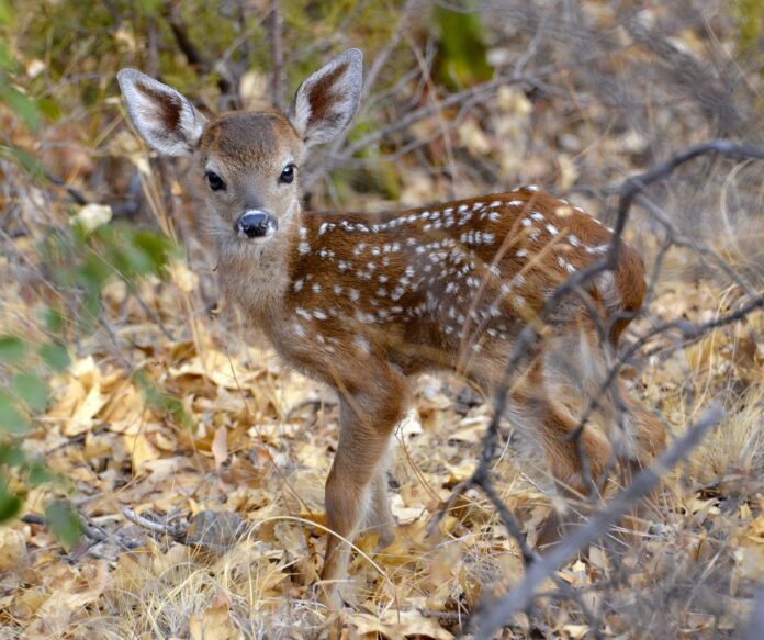 fawn fawn
