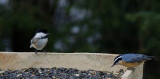 black-capped chickadee and red-breasted nuthatch