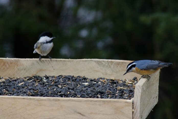 black-capped chickadee and red-breasted nuthatch black-capped chickadee and red-breasted nuthatch
