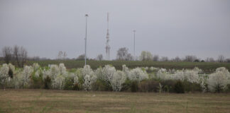 Callery pear