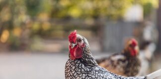 chicken