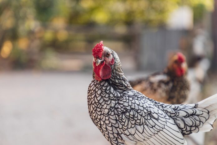 chicken chicken