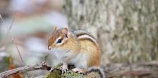 chipmunk