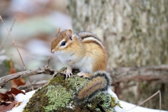 chipmunk chipmunk