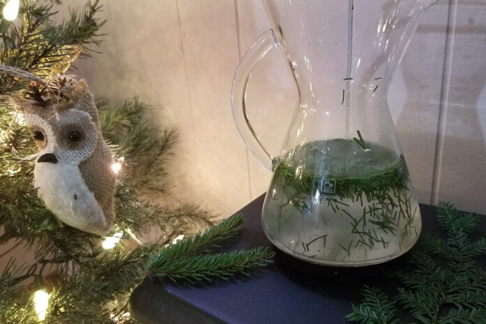Pine needle tea Pine needle tea