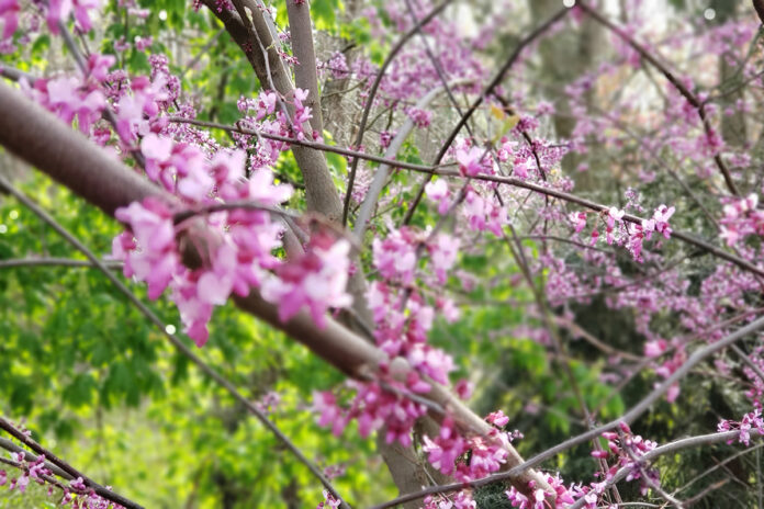A mature redbud tree in the spring A mature redbud tree in the spring