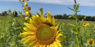 sunflower