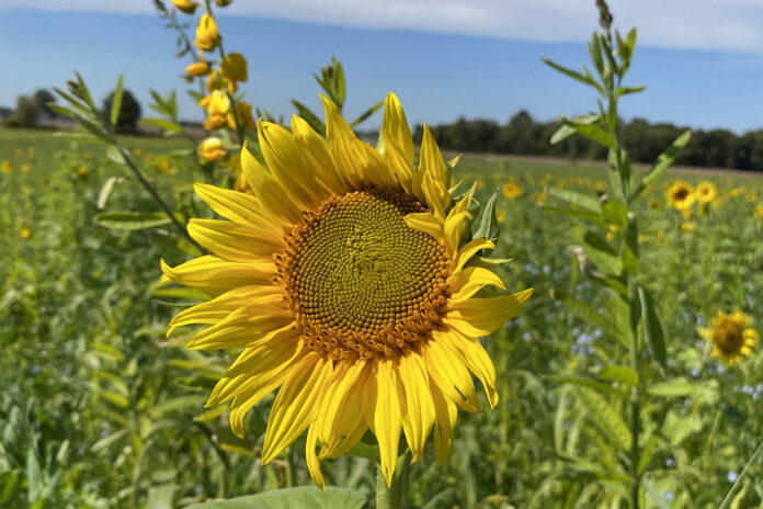 sunflower sunflower