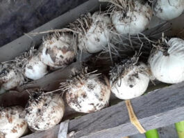 Classes on how to grow garlic are offered by Lady Buggs Pharm.
