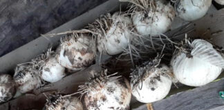 Classes on how to grow garlic are offered by Lady Buggs Pharm.