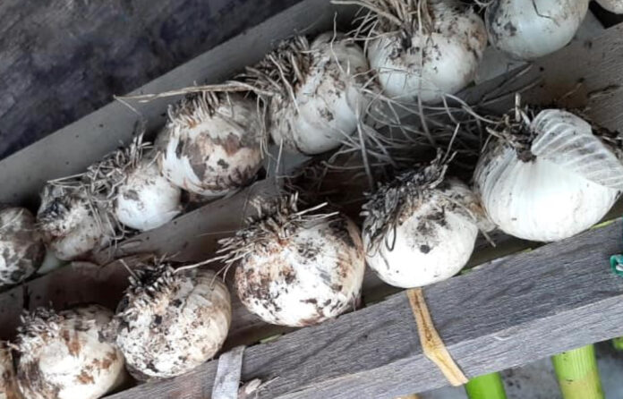 Classes on how to grow garlic are offered by Lady Buggs Pharm. Classes on how to grow garlic are offered by Lady Buggs Pharm.