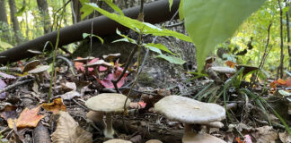 agaricus bisporus
