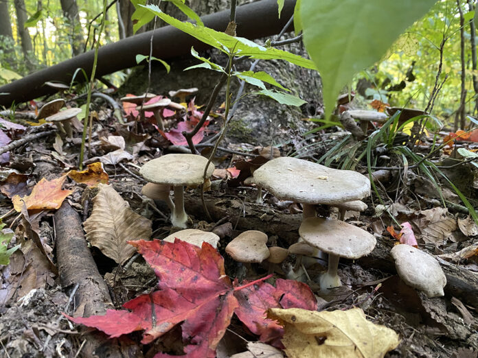agaricus bisporus agaricus bisporus