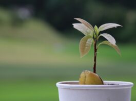 avocado tree sprout
