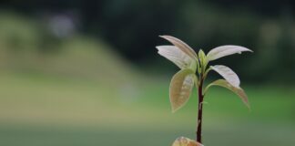 avocado tree sprout