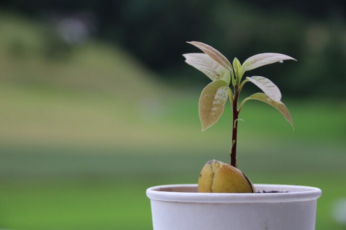 avocado tree sprout avocado tree sprout