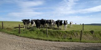dairy cattle
