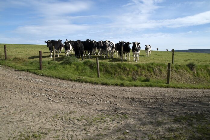 dairy cattle dairy cattle
