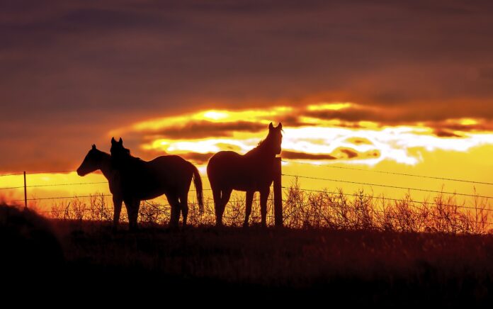 horses silhouettes at sunset horses silhouettes at sunset