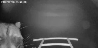 Raccoon visiting bird feeder