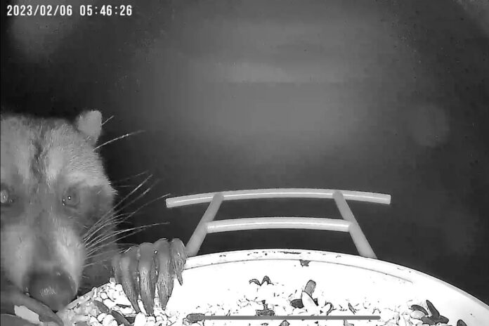 Raccoon visiting bird feeder Raccoon visiting bird feeder