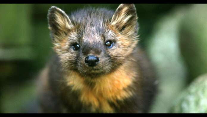 martens-in-pa