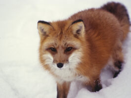 red fox